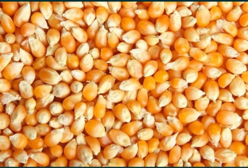 Продам кукурудзу