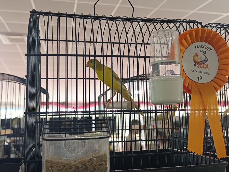 Llarguet espanhol, Fife fancy, frisado do sul