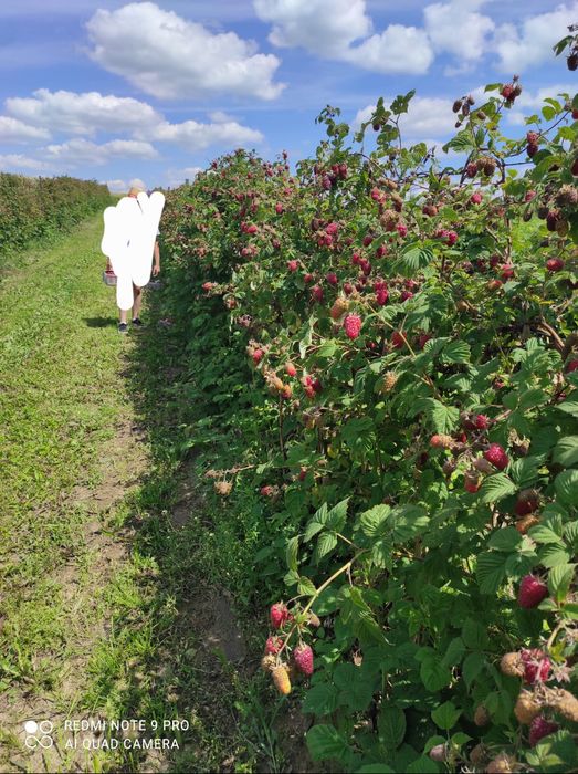 Sadzonki Maliny Przechyba