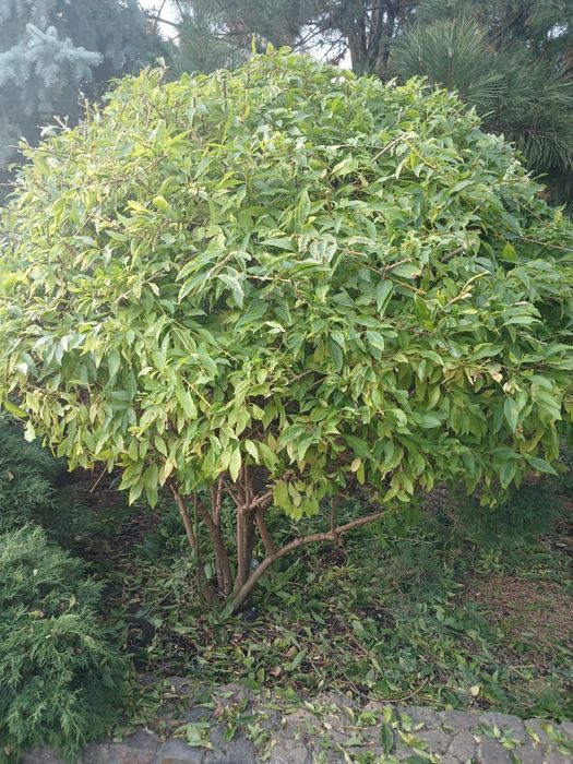 Садовник  покос газона