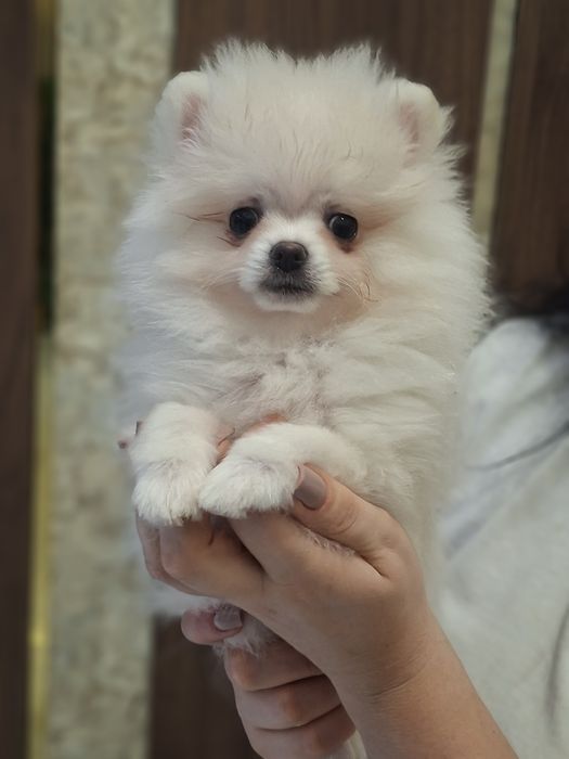 Szpic miniaturowy, pomeranian biały piesek