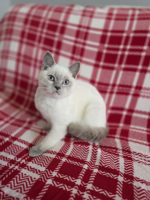 Przepiękny kotek szkocki prostouchy - Liliowy Point