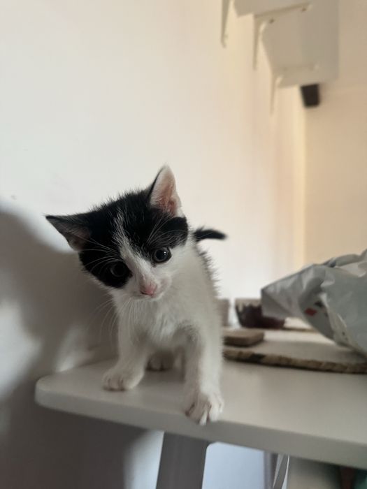 Malutka kotka kocię - szuka domu OD ZARAZ - WARSZAWA