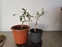 2 oliveiras galega