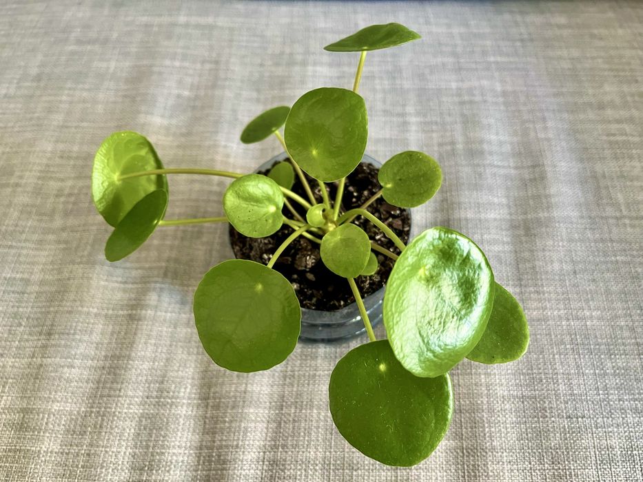 Pilea peperomioides (pieniążek)