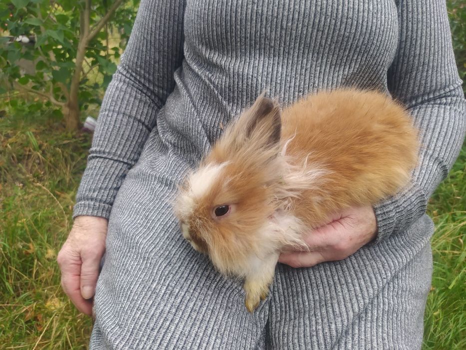 Miniatury króliczków angora karzełek Tedy