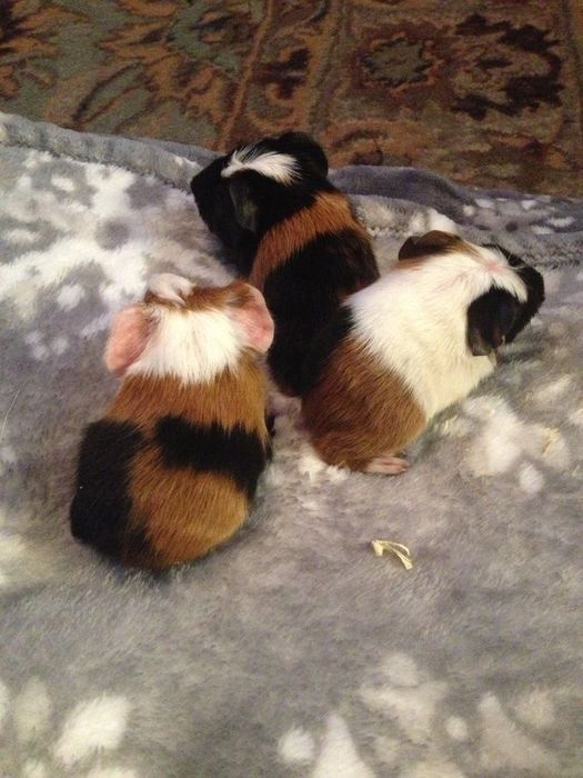 Морские свинки бежевого и чёрного окраса