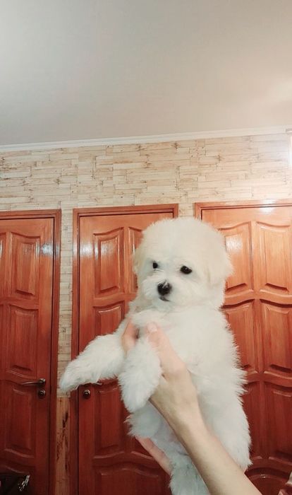 Щенки Мальтезе, мальтийская болонка