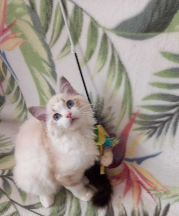 Śliczna kotka Ragdoll z rodowodem