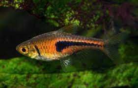 Razbora espei - Trigonostigma espei - Rasbora - dowozimy, wysyłamy
