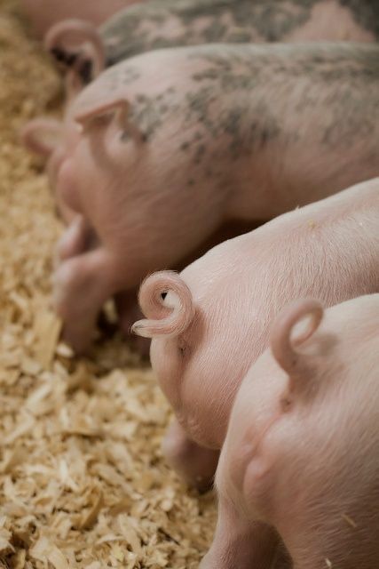 Мʼясні Швидкорослі породи свиней