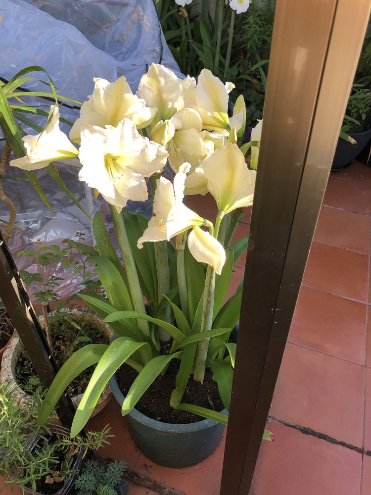 Planta Amarilis branca vaso grande e a dar flor