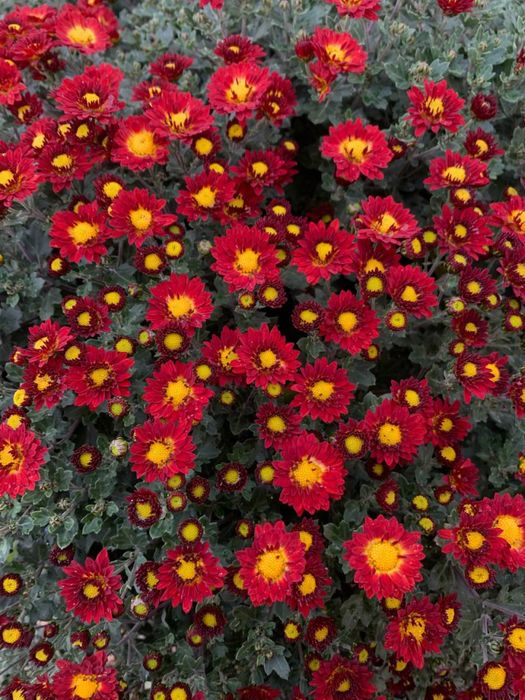 Хризантема мультифлора Дора маточник