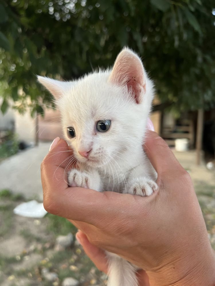 Кошеня в добрі руки