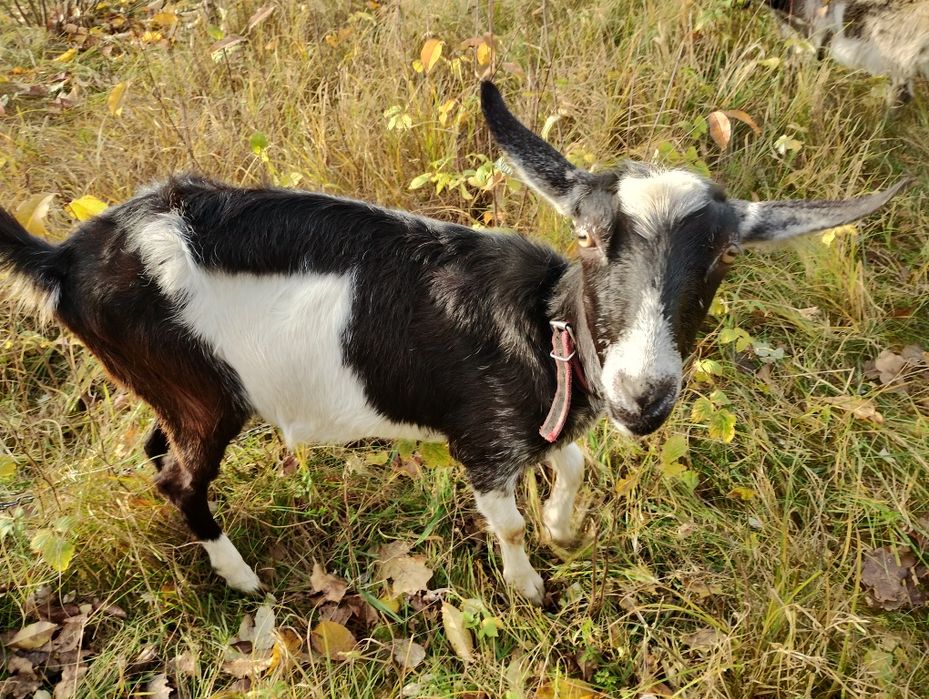 Koza mleczna 50% anglonubijska