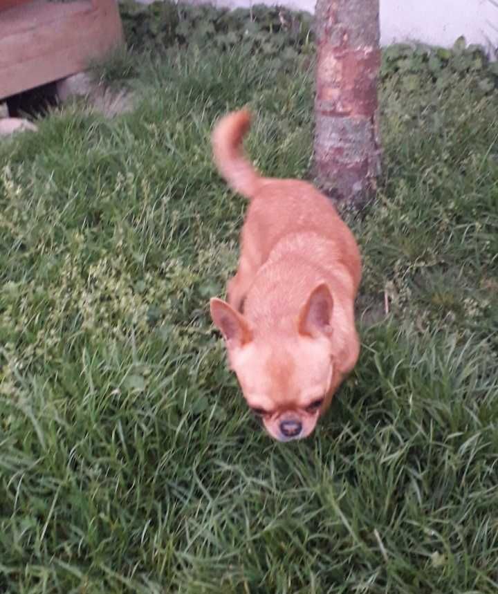 Chiuhuahua piesek