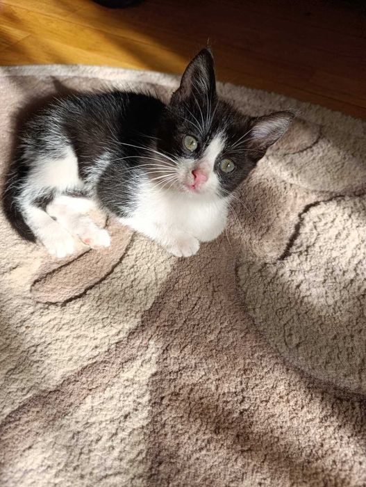 Віддам чудове кошення у добрі руки