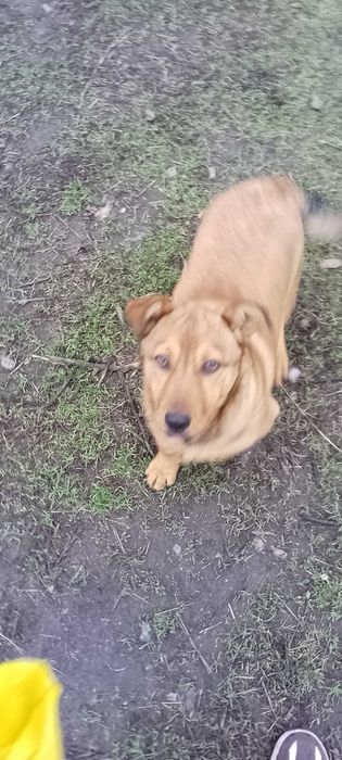 Хлопчик пів року, маленький