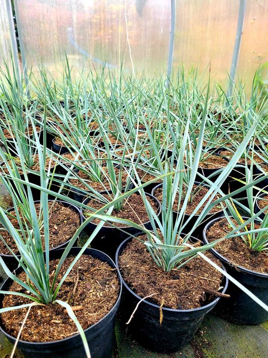 Juka rostrata "Sapphire skies", mrozoodporna, tworzy pień!