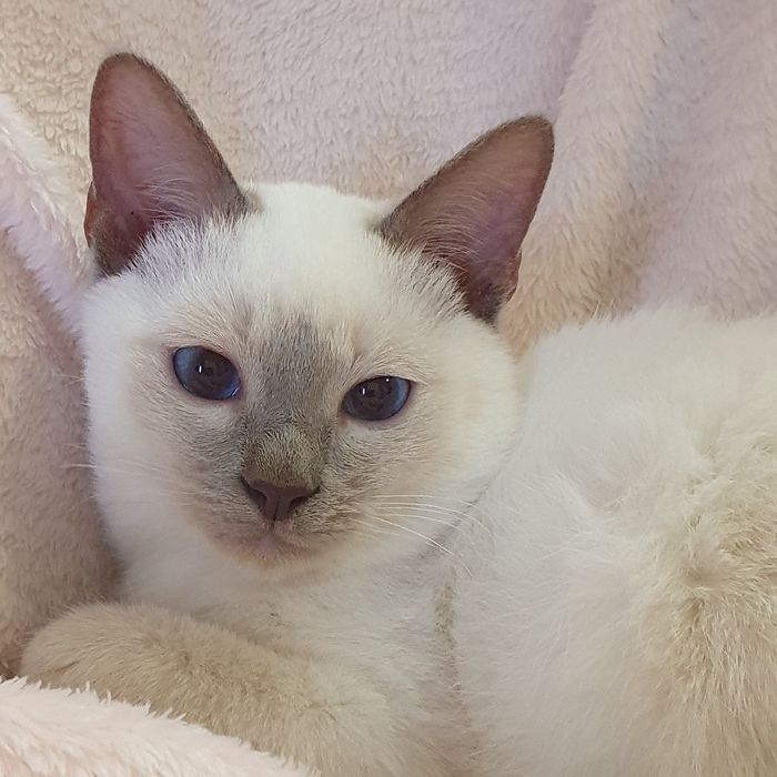 Тайские котята из профи питомника