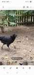 Młode kury Ayam Cemani