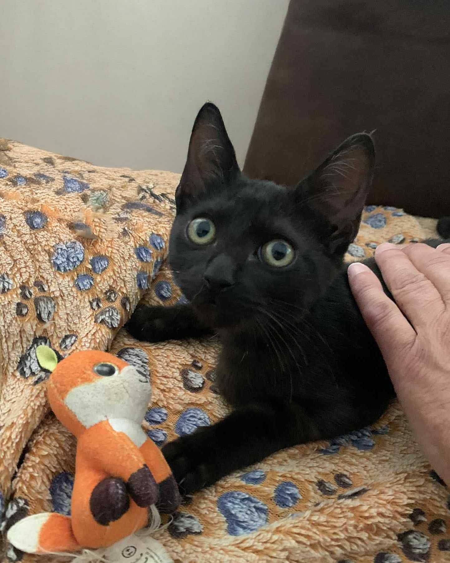 Setúbal / Margem Sul / Lisboa — LULU, gatinha para adoção