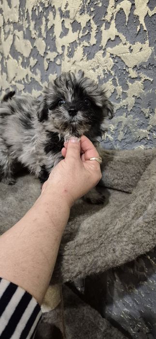 Хлопчик Мальтипу