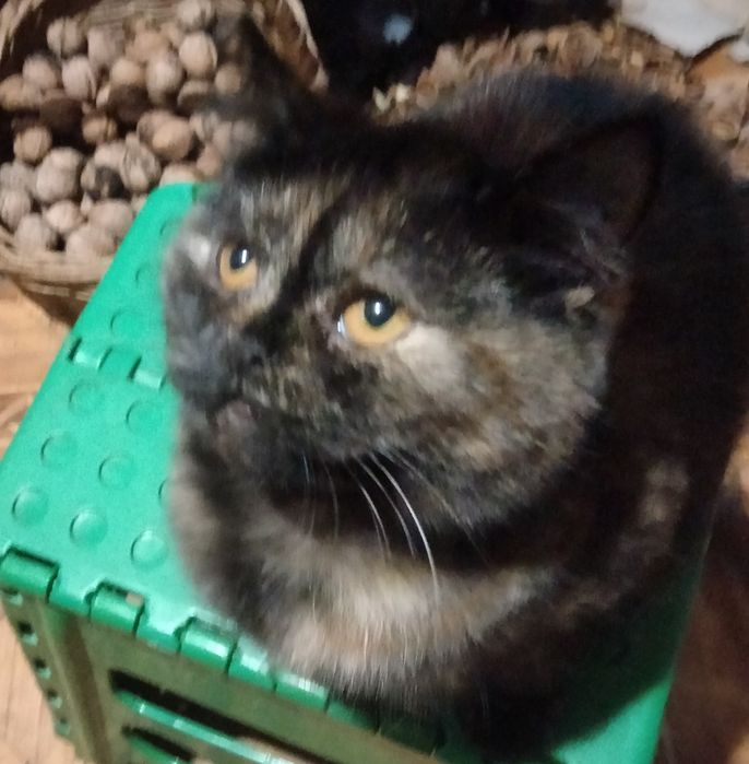 Скоттіш страйт дівчинка