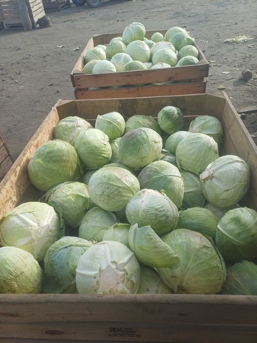 Sprzedam kapustę na główki