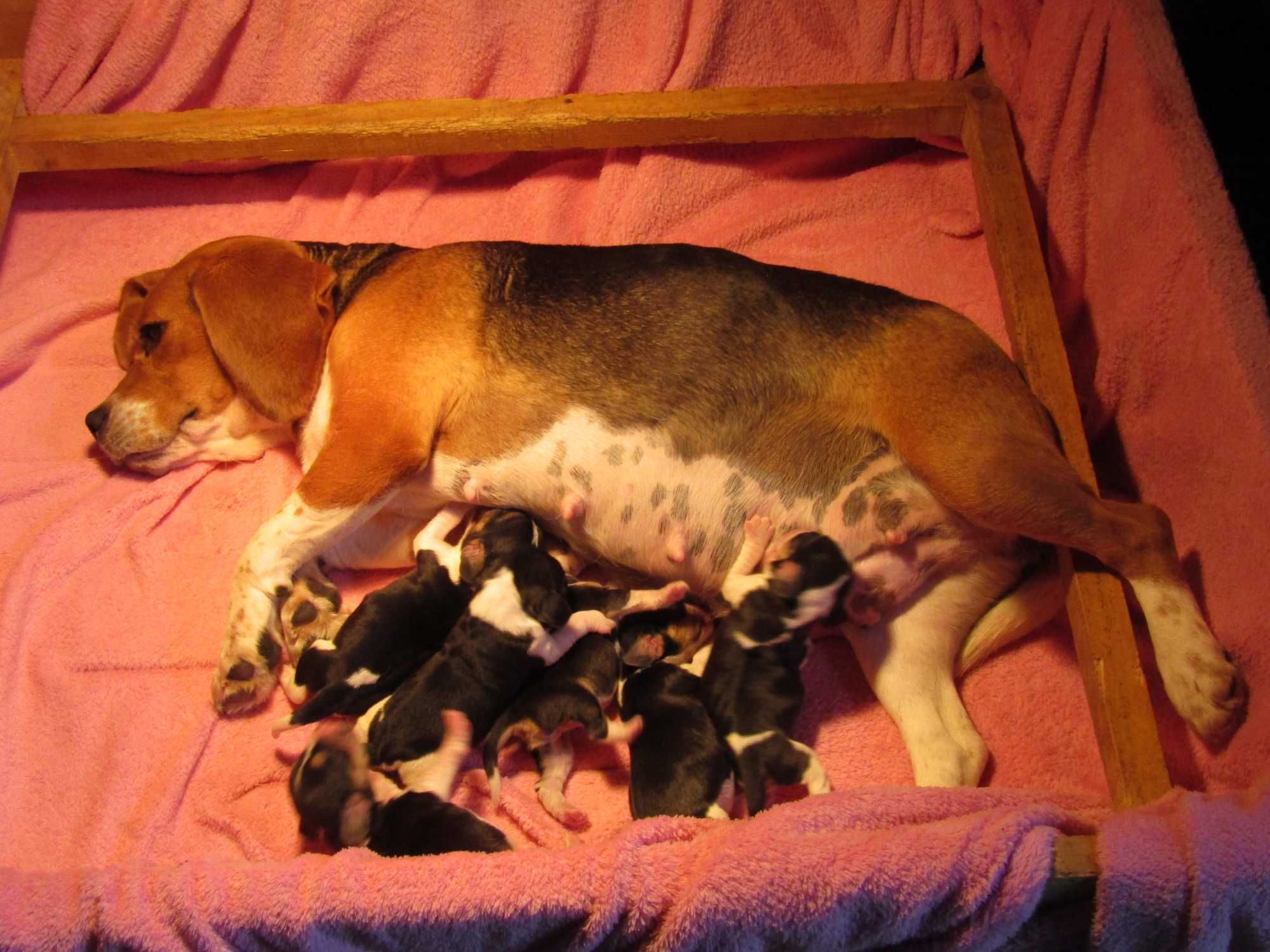 Fêmea Beagle Tricolor com LOP/Pedigree/Afixo
