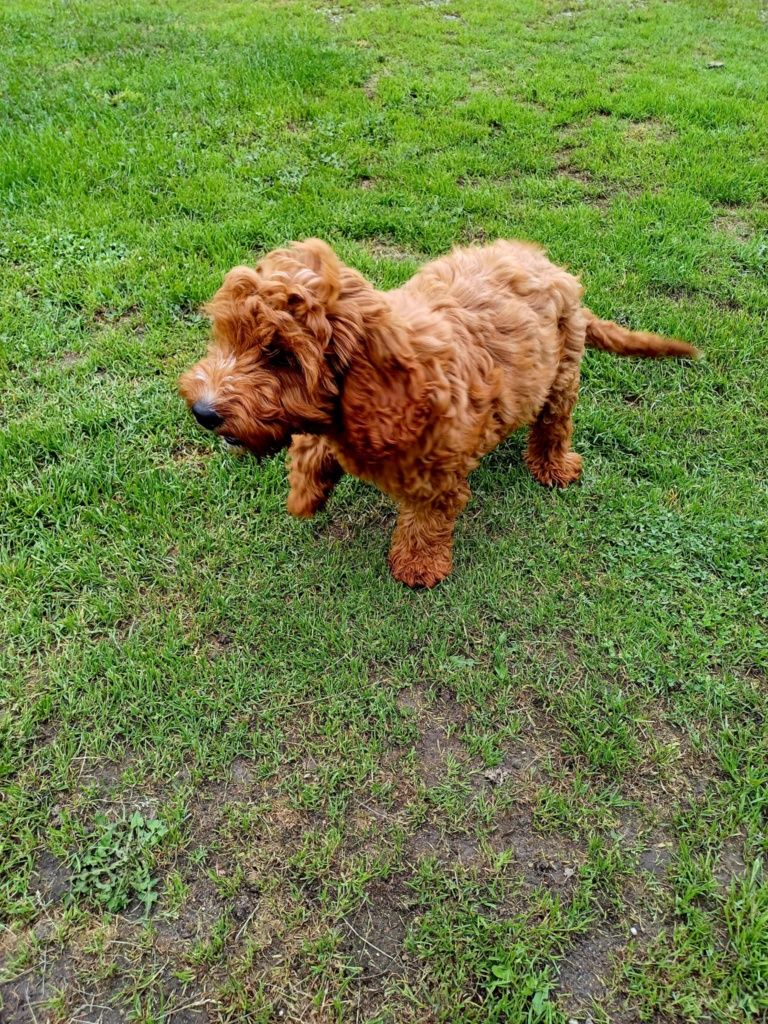 Cockapoo hybryda f1