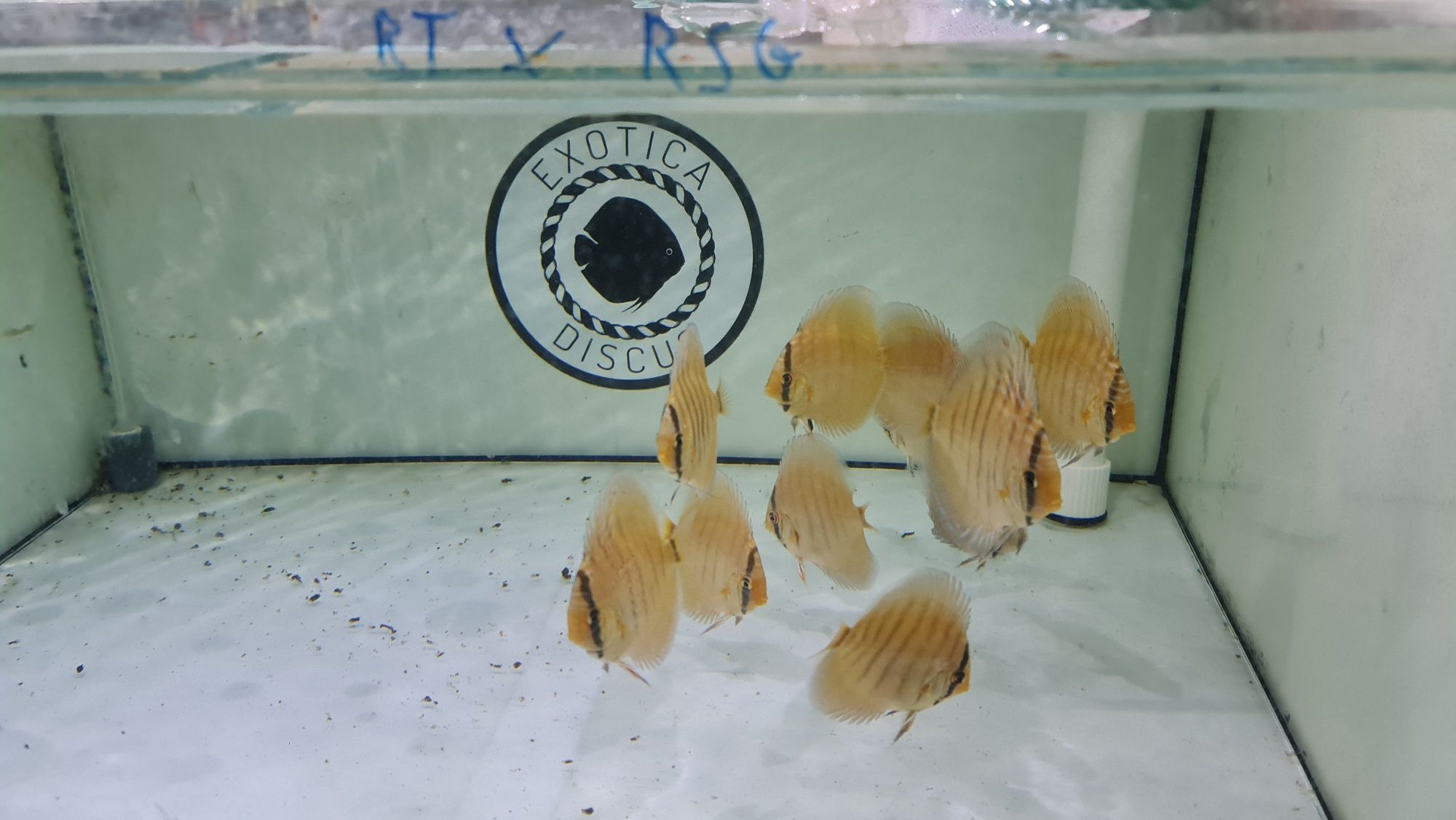 Dyskowce Paletki Red Turquoise x Red Spotted Green   Piwowarski