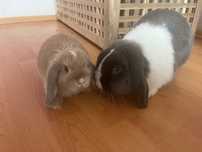 Króliki mini lop do adopcji