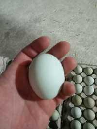 jajka od green shell