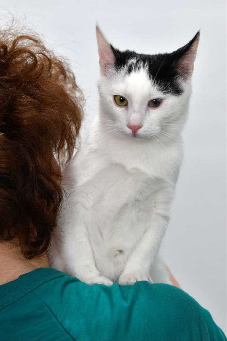 Котик Мурчик, безкоштовно