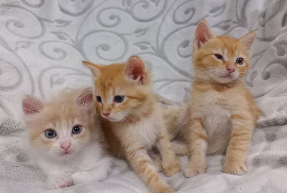 Кошенята рудого кольору