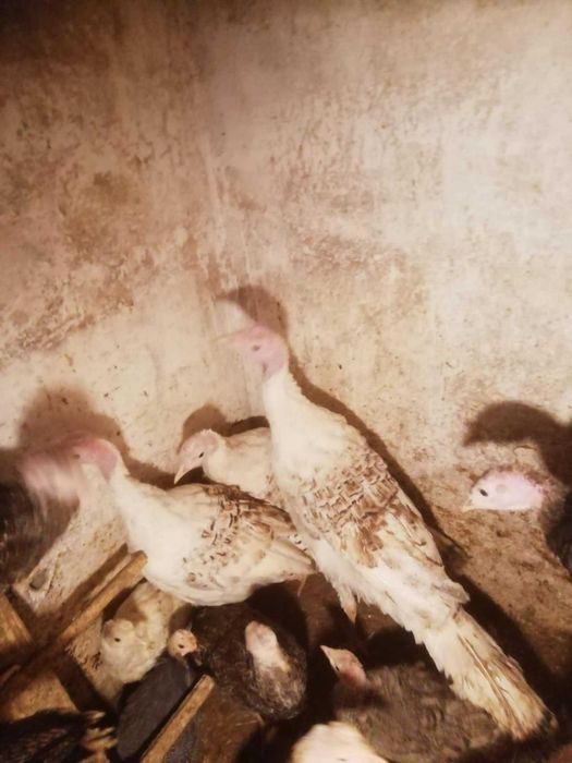 Sprzedam młode indyki