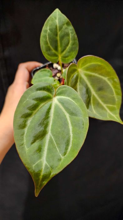 Anthurium Black Widow x RVC X Black Emerald