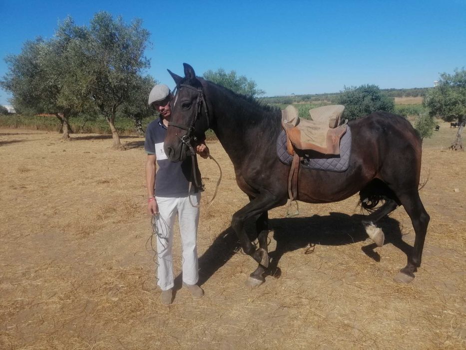 Cavalo capado montado e engatado