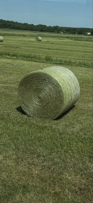 Siano 140 cm 2 pokos 2025