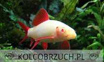 Labeo zielony - Grubowarg zielony - Labeo frenatus - ALBINOS - dowóz