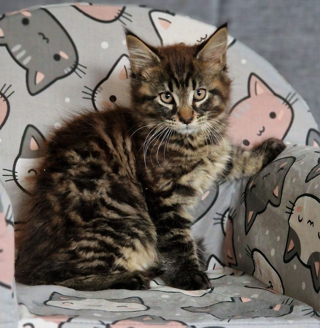 Maine Coon kot gotowy do odbioru