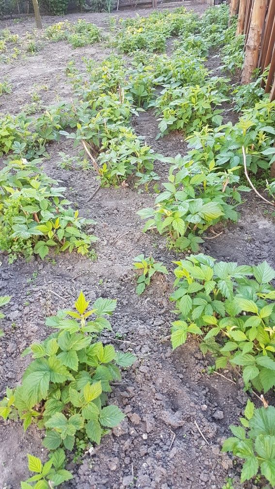 SADZONKI malina maliny POLANA duże sadzonki, poziomek,