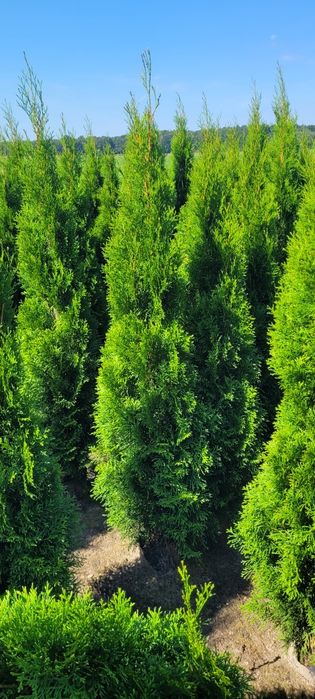 Tuja smaragd 140 cm tuje brabant 120 thuja szmaragd 100 oborniki