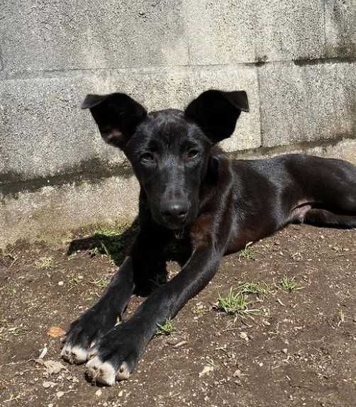 Cão para adoção (Neptuno)