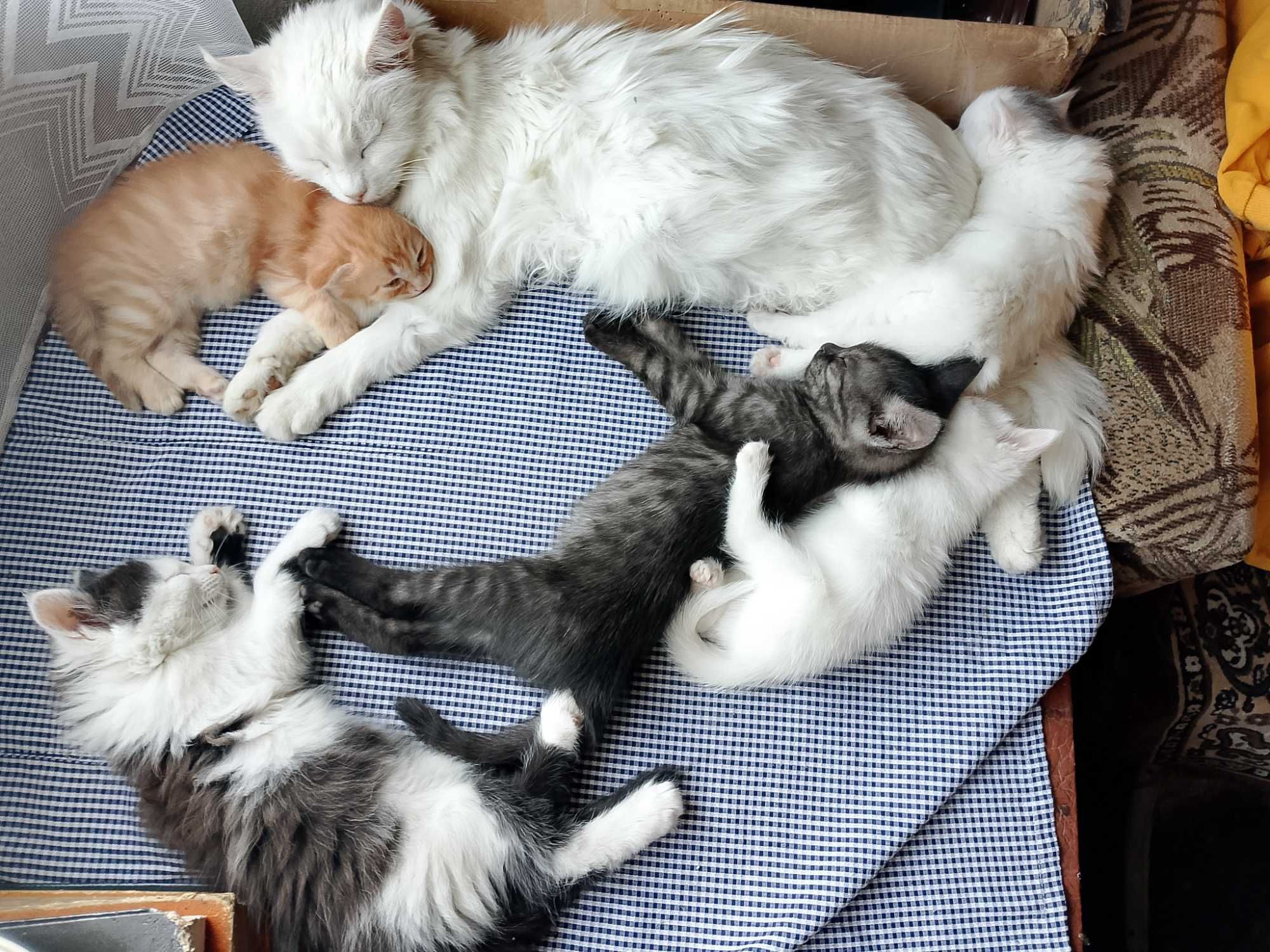 Кошенята безкоштовно