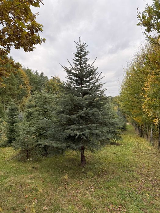 Jodła koreańska, świerk srebrny