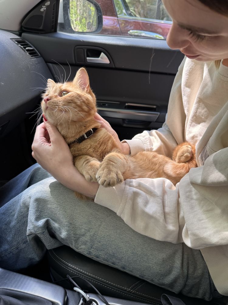 Знайдено рудого кота/Найден рыжый кот!