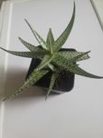 Aloes Aloe rauhii Reynolds