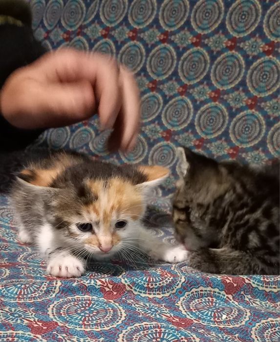 Адольф, Багіра, Васьок і компанія шукають родину!